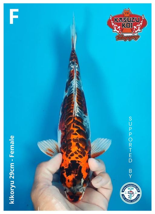 Lelang Koi Online, Jual Beli Ikan Koi, Pusat Jual Beli Koi, Info Lelang Koi Hari Ini, Platform Jual Beli Koi, Jual Beli Ikan Koi Online, Marketplace Ikan Koi, Jual Koi Terbaik, Tempat Beli Koi Berkualitas, Pasar Ikan Koi Online Terpercaya, Penjual Ikan Koi Terpercaya, Beli Koi Hias Online, Ikan Koi untuk Dijual, Koi Kualitas Terbaik, Toko Online Ikan Koi, Koi Hias Untuk Dijual, Jual Beli Ikan Koi Lokal, Koi Indonesia Online, Pusat Jual Beli Koi Terbesar
