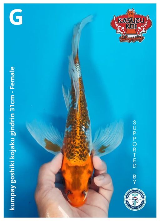 Lelang Koi Online, Jual Beli Ikan Koi, Pusat Jual Beli Koi, Info Lelang Koi Hari Ini, Platform Jual Beli Koi, Jual Beli Ikan Koi Online, Marketplace Ikan Koi, Jual Koi Terbaik, Tempat Beli Koi Berkualitas, Pasar Ikan Koi Online Terpercaya, Penjual Ikan Koi Terpercaya, Beli Koi Hias Online, Ikan Koi untuk Dijual, Koi Kualitas Terbaik, Toko Online Ikan Koi, Koi Hias Untuk Dijual, Jual Beli Ikan Koi Lokal, Koi Indonesia Online, Pusat Jual Beli Koi Terbesar