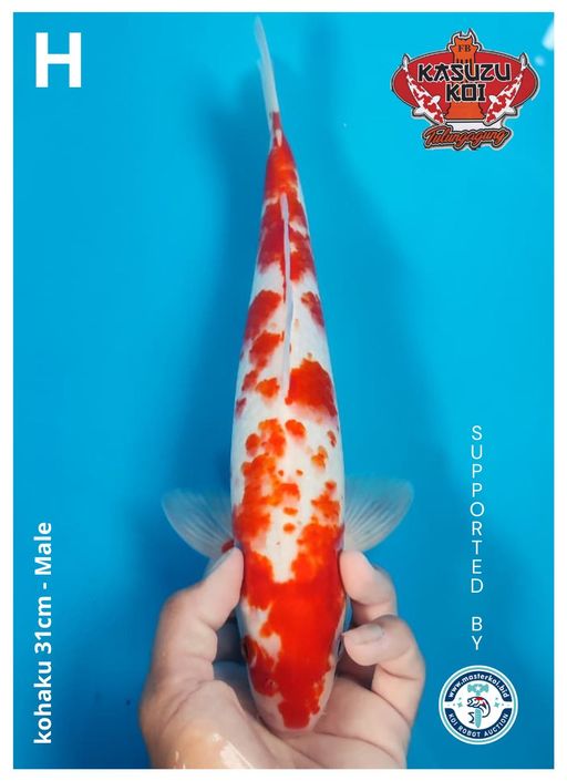 Lelang Koi Online, Jual Beli Ikan Koi, Pusat Jual Beli Koi, Info Lelang Koi Hari Ini, Platform Jual Beli Koi, Jual Beli Ikan Koi Online, Marketplace Ikan Koi, Jual Koi Terbaik, Tempat Beli Koi Berkualitas, Pasar Ikan Koi Online Terpercaya, Penjual Ikan Koi Terpercaya, Beli Koi Hias Online, Ikan Koi untuk Dijual, Koi Kualitas Terbaik, Toko Online Ikan Koi, Koi Hias Untuk Dijual, Jual Beli Ikan Koi Lokal, Koi Indonesia Online, Pusat Jual Beli Koi Terbesar