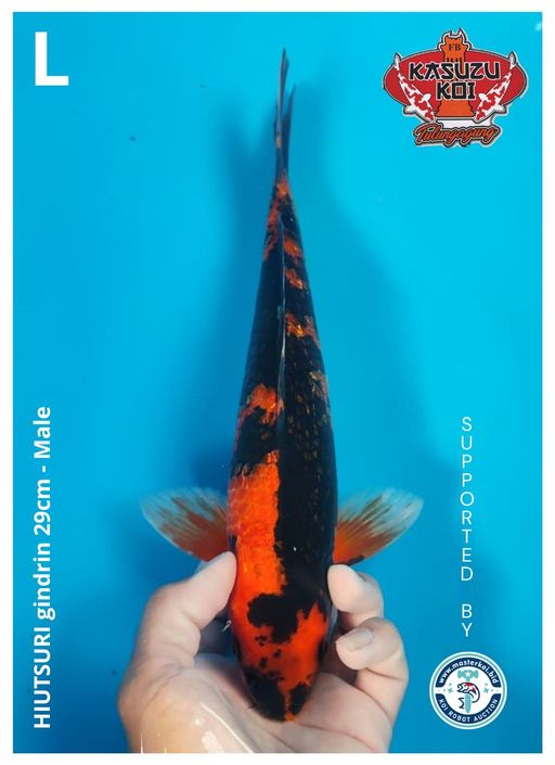 Lelang Koi Online, Jual Beli Ikan Koi, Pusat Jual Beli Koi, Info Lelang Koi Hari Ini, Platform Jual Beli Koi, Jual Beli Ikan Koi Online, Marketplace Ikan Koi, Jual Koi Terbaik, Tempat Beli Koi Berkualitas, Pasar Ikan Koi Online Terpercaya, Penjual Ikan Koi Terpercaya, Beli Koi Hias Online, Ikan Koi untuk Dijual, Koi Kualitas Terbaik, Toko Online Ikan Koi, Koi Hias Untuk Dijual, Jual Beli Ikan Koi Lokal, Koi Indonesia Online, Pusat Jual Beli Koi Terbesar