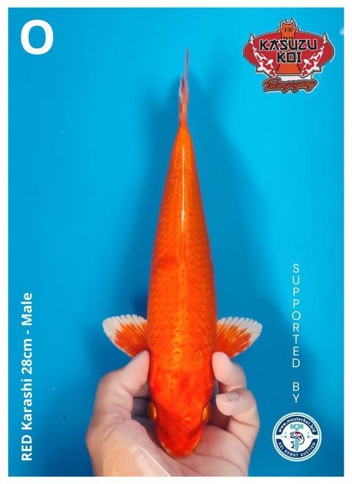 Lelang Koi Online, Jual Beli Ikan Koi, Pusat Jual Beli Koi, Info Lelang Koi Hari Ini, Platform Jual Beli Koi, Jual Beli Ikan Koi Online, Marketplace Ikan Koi, Jual Koi Terbaik, Tempat Beli Koi Berkualitas, Pasar Ikan Koi Online Terpercaya, Penjual Ikan Koi Terpercaya, Beli Koi Hias Online, Ikan Koi untuk Dijual, Koi Kualitas Terbaik, Toko Online Ikan Koi, Koi Hias Untuk Dijual, Jual Beli Ikan Koi Lokal, Koi Indonesia Online, Pusat Jual Beli Koi Terbesar