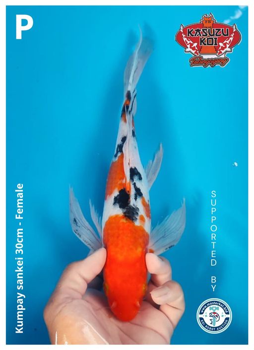 Lelang Koi Online, Jual Beli Ikan Koi, Pusat Jual Beli Koi, Info Lelang Koi Hari Ini, Platform Jual Beli Koi, Jual Beli Ikan Koi Online, Marketplace Ikan Koi, Jual Koi Terbaik, Tempat Beli Koi Berkualitas, Pasar Ikan Koi Online Terpercaya, Penjual Ikan Koi Terpercaya, Beli Koi Hias Online, Ikan Koi untuk Dijual, Koi Kualitas Terbaik, Toko Online Ikan Koi, Koi Hias Untuk Dijual, Jual Beli Ikan Koi Lokal, Koi Indonesia Online, Pusat Jual Beli Koi Terbesar