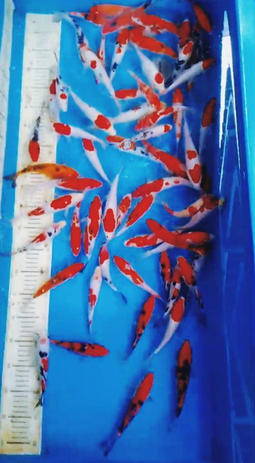 Lelang Koi Online, Jual Beli Ikan Koi, Pusat Jual Beli Koi, Info Lelang Koi Hari Ini, Platform Jual Beli Koi, Jual Beli Ikan Koi Online, Marketplace Ikan Koi, Jual Koi Terbaik, Tempat Beli Koi Berkualitas, Pasar Ikan Koi Online Terpercaya, Penjual Ikan Koi Terpercaya, Beli Koi Hias Online, Ikan Koi untuk Dijual, Koi Kualitas Terbaik, Toko Online Ikan Koi, Koi Hias Untuk Dijual, Jual Beli Ikan Koi Lokal, Koi Indonesia Online, Pusat Jual Beli Koi Terbesar