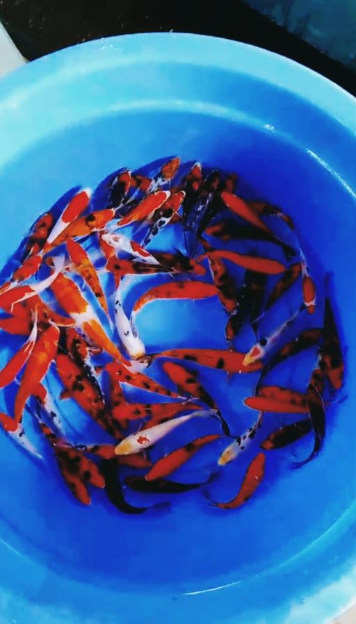 Lelang Koi Online, Jual Beli Ikan Koi, Pusat Jual Beli Koi, Info Lelang Koi Hari Ini, Platform Jual Beli Koi, Jual Beli Ikan Koi Online, Marketplace Ikan Koi, Jual Koi Terbaik, Tempat Beli Koi Berkualitas, Pasar Ikan Koi Online Terpercaya, Penjual Ikan Koi Terpercaya, Beli Koi Hias Online, Ikan Koi untuk Dijual, Koi Kualitas Terbaik, Toko Online Ikan Koi, Koi Hias Untuk Dijual, Jual Beli Ikan Koi Lokal, Koi Indonesia Online, Pusat Jual Beli Koi Terbesar