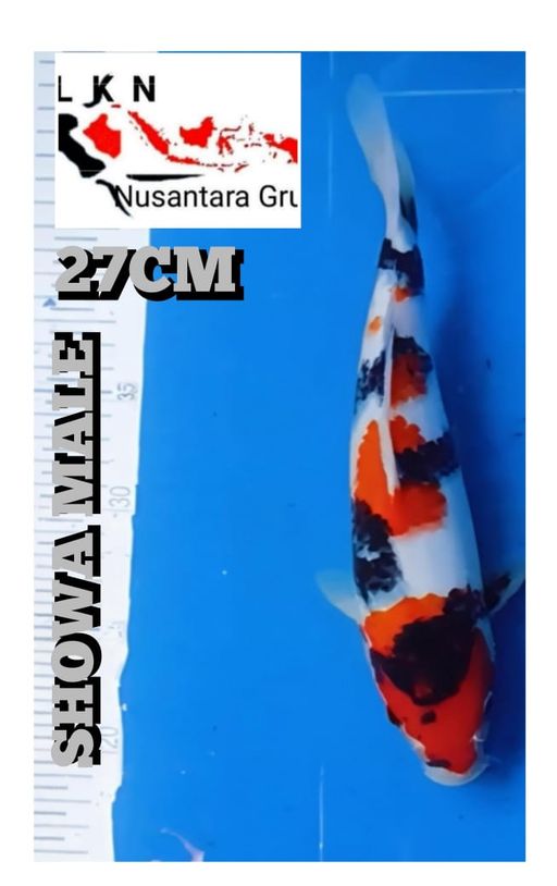 Lelang Koi Online, Jual Beli Ikan Koi, Pusat Jual Beli Koi, Info Lelang Koi Hari Ini, Platform Jual Beli Koi, Jual Beli Ikan Koi Online, Marketplace Ikan Koi, Jual Koi Terbaik, Tempat Beli Koi Berkualitas, Pasar Ikan Koi Online Terpercaya, Penjual Ikan Koi Terpercaya, Beli Koi Hias Online, Ikan Koi untuk Dijual, Koi Kualitas Terbaik, Toko Online Ikan Koi, Koi Hias Untuk Dijual, Jual Beli Ikan Koi Lokal, Koi Indonesia Online, Pusat Jual Beli Koi Terbesar