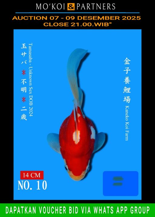 Lelang Koi Online, Jual Beli Ikan Koi, Pusat Jual Beli Koi, Info Lelang Koi Hari Ini, Platform Jual Beli Koi, Jual Beli Ikan Koi Online, Marketplace Ikan Koi, Jual Koi Terbaik, Tempat Beli Koi Berkualitas, Pasar Ikan Koi Online Terpercaya, Penjual Ikan Koi Terpercaya, Beli Koi Hias Online, Ikan Koi untuk Dijual, Koi Kualitas Terbaik, Toko Online Ikan Koi, Koi Hias Untuk Dijual, Jual Beli Ikan Koi Lokal, Koi Indonesia Online, Pusat Jual Beli Koi Terbesar
