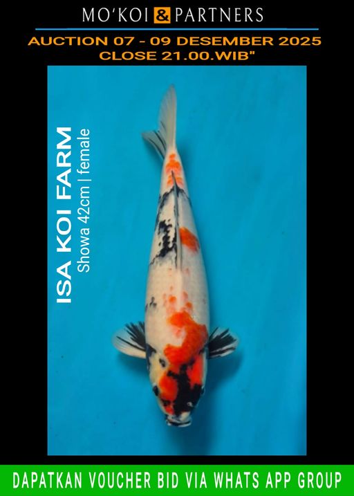 Lelang Koi Online, Jual Beli Ikan Koi, Pusat Jual Beli Koi, Info Lelang Koi Hari Ini, Platform Jual Beli Koi, Jual Beli Ikan Koi Online, Marketplace Ikan Koi, Jual Koi Terbaik, Tempat Beli Koi Berkualitas, Pasar Ikan Koi Online Terpercaya, Penjual Ikan Koi Terpercaya, Beli Koi Hias Online, Ikan Koi untuk Dijual, Koi Kualitas Terbaik, Toko Online Ikan Koi, Koi Hias Untuk Dijual, Jual Beli Ikan Koi Lokal, Koi Indonesia Online, Pusat Jual Beli Koi Terbesar