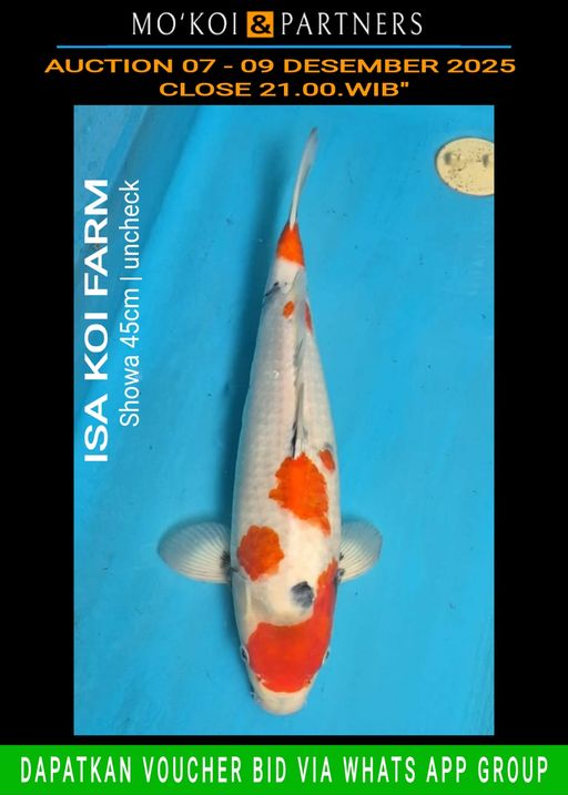 Lelang Koi Online, Jual Beli Ikan Koi, Pusat Jual Beli Koi, Info Lelang Koi Hari Ini, Platform Jual Beli Koi, Jual Beli Ikan Koi Online, Marketplace Ikan Koi, Jual Koi Terbaik, Tempat Beli Koi Berkualitas, Pasar Ikan Koi Online Terpercaya, Penjual Ikan Koi Terpercaya, Beli Koi Hias Online, Ikan Koi untuk Dijual, Koi Kualitas Terbaik, Toko Online Ikan Koi, Koi Hias Untuk Dijual, Jual Beli Ikan Koi Lokal, Koi Indonesia Online, Pusat Jual Beli Koi Terbesar