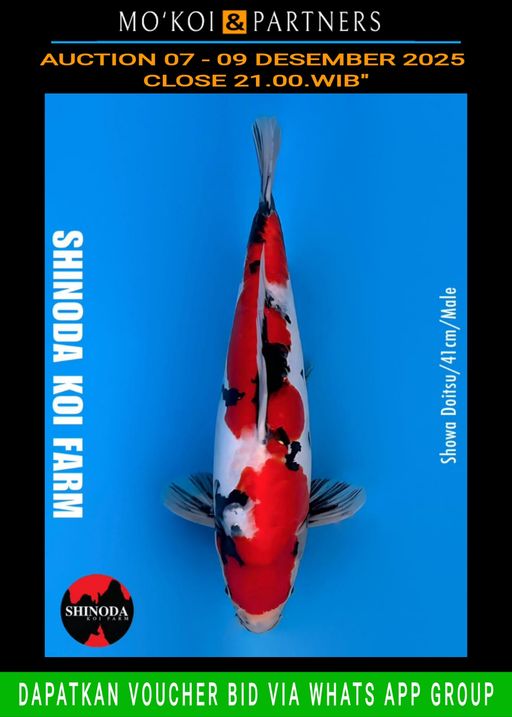 Lelang Koi Online, Jual Beli Ikan Koi, Pusat Jual Beli Koi, Info Lelang Koi Hari Ini, Platform Jual Beli Koi, Jual Beli Ikan Koi Online, Marketplace Ikan Koi, Jual Koi Terbaik, Tempat Beli Koi Berkualitas, Pasar Ikan Koi Online Terpercaya, Penjual Ikan Koi Terpercaya, Beli Koi Hias Online, Ikan Koi untuk Dijual, Koi Kualitas Terbaik, Toko Online Ikan Koi, Koi Hias Untuk Dijual, Jual Beli Ikan Koi Lokal, Koi Indonesia Online, Pusat Jual Beli Koi Terbesar