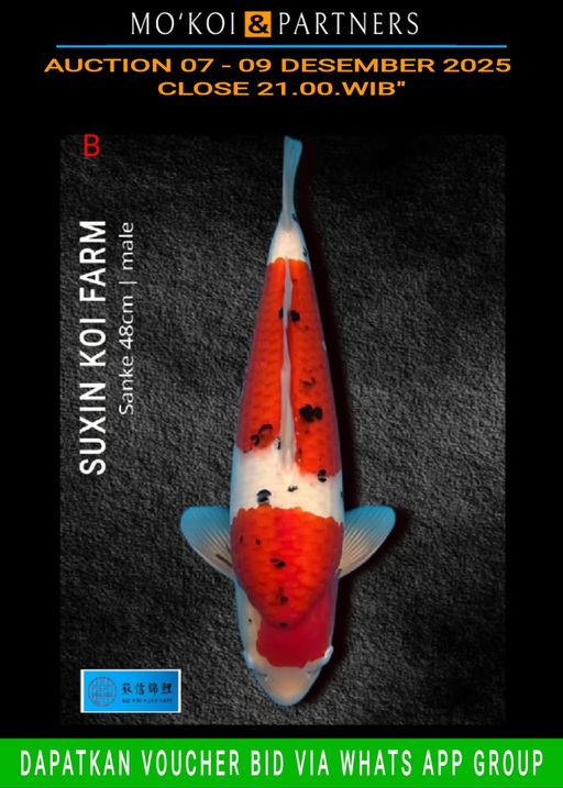 Lelang Koi Online, Jual Beli Ikan Koi, Pusat Jual Beli Koi, Info Lelang Koi Hari Ini, Platform Jual Beli Koi, Jual Beli Ikan Koi Online, Marketplace Ikan Koi, Jual Koi Terbaik, Tempat Beli Koi Berkualitas, Pasar Ikan Koi Online Terpercaya, Penjual Ikan Koi Terpercaya, Beli Koi Hias Online, Ikan Koi untuk Dijual, Koi Kualitas Terbaik, Toko Online Ikan Koi, Koi Hias Untuk Dijual, Jual Beli Ikan Koi Lokal, Koi Indonesia Online, Pusat Jual Beli Koi Terbesar