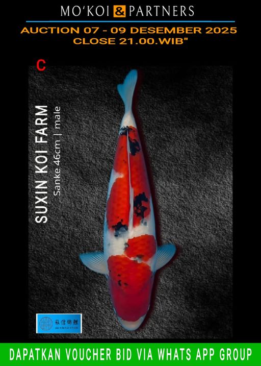 Lelang Koi Online, Jual Beli Ikan Koi, Pusat Jual Beli Koi, Info Lelang Koi Hari Ini, Platform Jual Beli Koi, Jual Beli Ikan Koi Online, Marketplace Ikan Koi, Jual Koi Terbaik, Tempat Beli Koi Berkualitas, Pasar Ikan Koi Online Terpercaya, Penjual Ikan Koi Terpercaya, Beli Koi Hias Online, Ikan Koi untuk Dijual, Koi Kualitas Terbaik, Toko Online Ikan Koi, Koi Hias Untuk Dijual, Jual Beli Ikan Koi Lokal, Koi Indonesia Online, Pusat Jual Beli Koi Terbesar