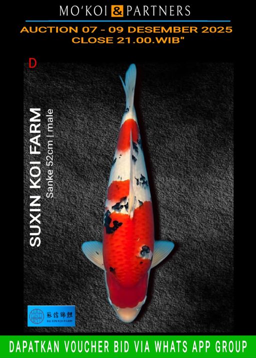 Lelang Koi Online, Jual Beli Ikan Koi, Pusat Jual Beli Koi, Info Lelang Koi Hari Ini, Platform Jual Beli Koi, Jual Beli Ikan Koi Online, Marketplace Ikan Koi, Jual Koi Terbaik, Tempat Beli Koi Berkualitas, Pasar Ikan Koi Online Terpercaya, Penjual Ikan Koi Terpercaya, Beli Koi Hias Online, Ikan Koi untuk Dijual, Koi Kualitas Terbaik, Toko Online Ikan Koi, Koi Hias Untuk Dijual, Jual Beli Ikan Koi Lokal, Koi Indonesia Online, Pusat Jual Beli Koi Terbesar