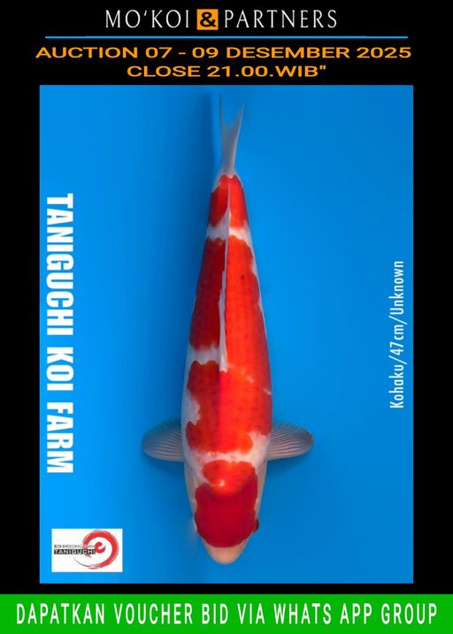 Lelang Koi Online, Jual Beli Ikan Koi, Pusat Jual Beli Koi, Info Lelang Koi Hari Ini, Platform Jual Beli Koi, Jual Beli Ikan Koi Online, Marketplace Ikan Koi, Jual Koi Terbaik, Tempat Beli Koi Berkualitas, Pasar Ikan Koi Online Terpercaya, Penjual Ikan Koi Terpercaya, Beli Koi Hias Online, Ikan Koi untuk Dijual, Koi Kualitas Terbaik, Toko Online Ikan Koi, Koi Hias Untuk Dijual, Jual Beli Ikan Koi Lokal, Koi Indonesia Online, Pusat Jual Beli Koi Terbesar
