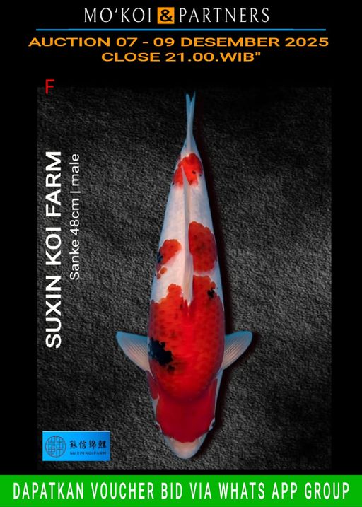 Lelang Koi Online, Jual Beli Ikan Koi, Pusat Jual Beli Koi, Info Lelang Koi Hari Ini, Platform Jual Beli Koi, Jual Beli Ikan Koi Online, Marketplace Ikan Koi, Jual Koi Terbaik, Tempat Beli Koi Berkualitas, Pasar Ikan Koi Online Terpercaya, Penjual Ikan Koi Terpercaya, Beli Koi Hias Online, Ikan Koi untuk Dijual, Koi Kualitas Terbaik, Toko Online Ikan Koi, Koi Hias Untuk Dijual, Jual Beli Ikan Koi Lokal, Koi Indonesia Online, Pusat Jual Beli Koi Terbesar