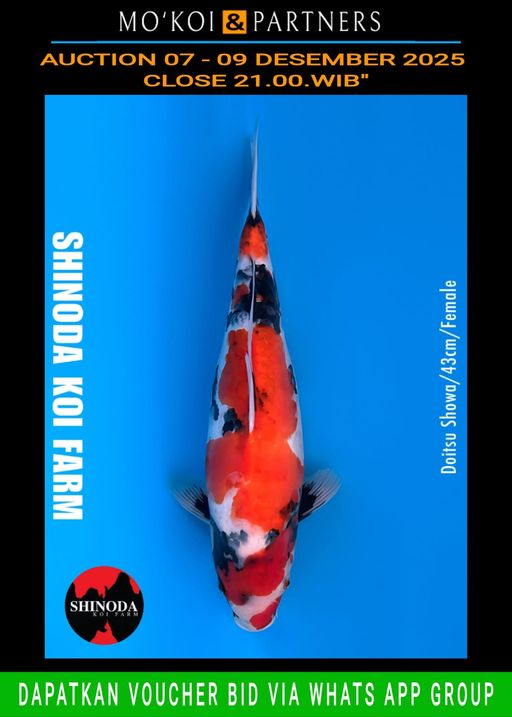 Lelang Koi Online, Jual Beli Ikan Koi, Pusat Jual Beli Koi, Info Lelang Koi Hari Ini, Platform Jual Beli Koi, Jual Beli Ikan Koi Online, Marketplace Ikan Koi, Jual Koi Terbaik, Tempat Beli Koi Berkualitas, Pasar Ikan Koi Online Terpercaya, Penjual Ikan Koi Terpercaya, Beli Koi Hias Online, Ikan Koi untuk Dijual, Koi Kualitas Terbaik, Toko Online Ikan Koi, Koi Hias Untuk Dijual, Jual Beli Ikan Koi Lokal, Koi Indonesia Online, Pusat Jual Beli Koi Terbesar