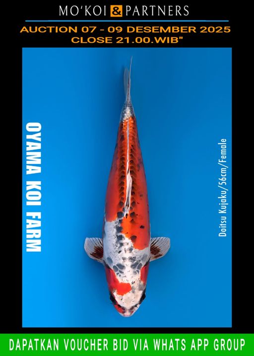 Lelang Koi Online, Jual Beli Ikan Koi, Pusat Jual Beli Koi, Info Lelang Koi Hari Ini, Platform Jual Beli Koi, Jual Beli Ikan Koi Online, Marketplace Ikan Koi, Jual Koi Terbaik, Tempat Beli Koi Berkualitas, Pasar Ikan Koi Online Terpercaya, Penjual Ikan Koi Terpercaya, Beli Koi Hias Online, Ikan Koi untuk Dijual, Koi Kualitas Terbaik, Toko Online Ikan Koi, Koi Hias Untuk Dijual, Jual Beli Ikan Koi Lokal, Koi Indonesia Online, Pusat Jual Beli Koi Terbesar