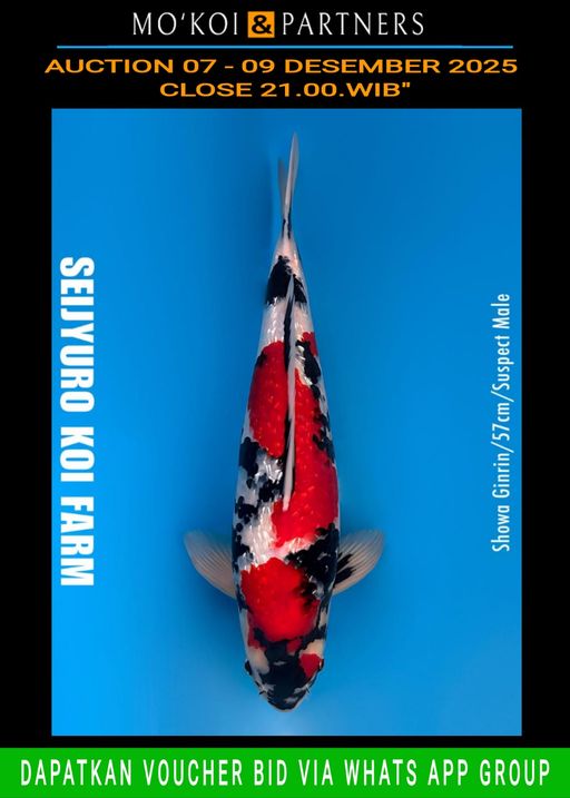 Lelang Koi Online, Jual Beli Ikan Koi, Pusat Jual Beli Koi, Info Lelang Koi Hari Ini, Platform Jual Beli Koi, Jual Beli Ikan Koi Online, Marketplace Ikan Koi, Jual Koi Terbaik, Tempat Beli Koi Berkualitas, Pasar Ikan Koi Online Terpercaya, Penjual Ikan Koi Terpercaya, Beli Koi Hias Online, Ikan Koi untuk Dijual, Koi Kualitas Terbaik, Toko Online Ikan Koi, Koi Hias Untuk Dijual, Jual Beli Ikan Koi Lokal, Koi Indonesia Online, Pusat Jual Beli Koi Terbesar