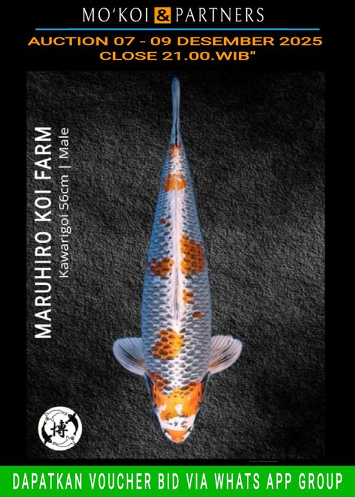 Lelang Koi Online, Jual Beli Ikan Koi, Pusat Jual Beli Koi, Info Lelang Koi Hari Ini, Platform Jual Beli Koi, Jual Beli Ikan Koi Online, Marketplace Ikan Koi, Jual Koi Terbaik, Tempat Beli Koi Berkualitas, Pasar Ikan Koi Online Terpercaya, Penjual Ikan Koi Terpercaya, Beli Koi Hias Online, Ikan Koi untuk Dijual, Koi Kualitas Terbaik, Toko Online Ikan Koi, Koi Hias Untuk Dijual, Jual Beli Ikan Koi Lokal, Koi Indonesia Online, Pusat Jual Beli Koi Terbesar