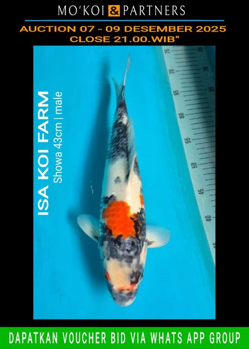 Lelang Koi Online, Jual Beli Ikan Koi, Pusat Jual Beli Koi, Info Lelang Koi Hari Ini, Platform Jual Beli Koi, Jual Beli Ikan Koi Online, Marketplace Ikan Koi, Jual Koi Terbaik, Tempat Beli Koi Berkualitas, Pasar Ikan Koi Online Terpercaya, Penjual Ikan Koi Terpercaya, Beli Koi Hias Online, Ikan Koi untuk Dijual, Koi Kualitas Terbaik, Toko Online Ikan Koi, Koi Hias Untuk Dijual, Jual Beli Ikan Koi Lokal, Koi Indonesia Online, Pusat Jual Beli Koi Terbesar