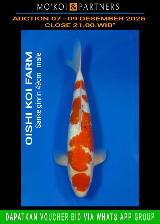Lelang Koi Online, Jual Beli Ikan Koi, Pusat Jual Beli Koi, Info Lelang Koi Hari Ini, Platform Jual Beli Koi, Jual Beli Ikan Koi Online, Marketplace Ikan Koi, Jual Koi Terbaik, Tempat Beli Koi Berkualitas, Pasar Ikan Koi Online Terpercaya, Penjual Ikan Koi Terpercaya, Beli Koi Hias Online, Ikan Koi untuk Dijual, Koi Kualitas Terbaik, Toko Online Ikan Koi, Koi Hias Untuk Dijual, Jual Beli Ikan Koi Lokal, Koi Indonesia Online, Pusat Jual Beli Koi Terbesar