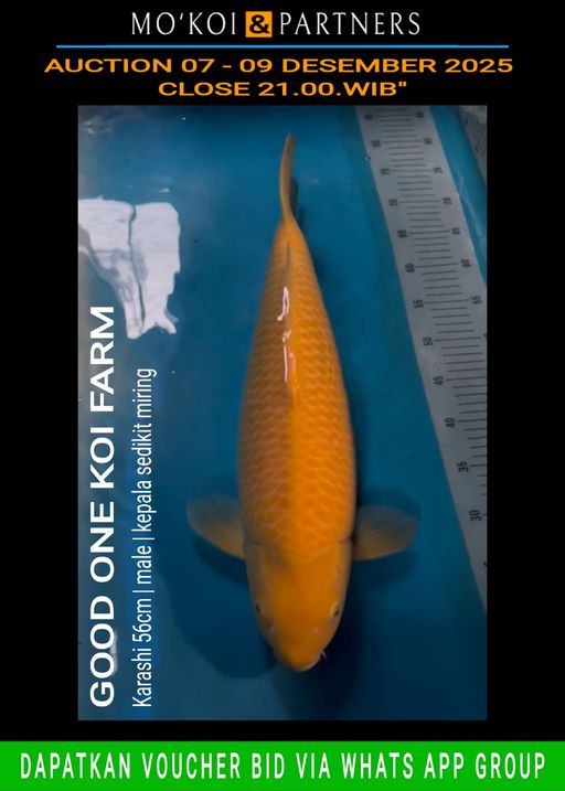 Lelang Koi Online, Jual Beli Ikan Koi, Pusat Jual Beli Koi, Info Lelang Koi Hari Ini, Platform Jual Beli Koi, Jual Beli Ikan Koi Online, Marketplace Ikan Koi, Jual Koi Terbaik, Tempat Beli Koi Berkualitas, Pasar Ikan Koi Online Terpercaya, Penjual Ikan Koi Terpercaya, Beli Koi Hias Online, Ikan Koi untuk Dijual, Koi Kualitas Terbaik, Toko Online Ikan Koi, Koi Hias Untuk Dijual, Jual Beli Ikan Koi Lokal, Koi Indonesia Online, Pusat Jual Beli Koi Terbesar
