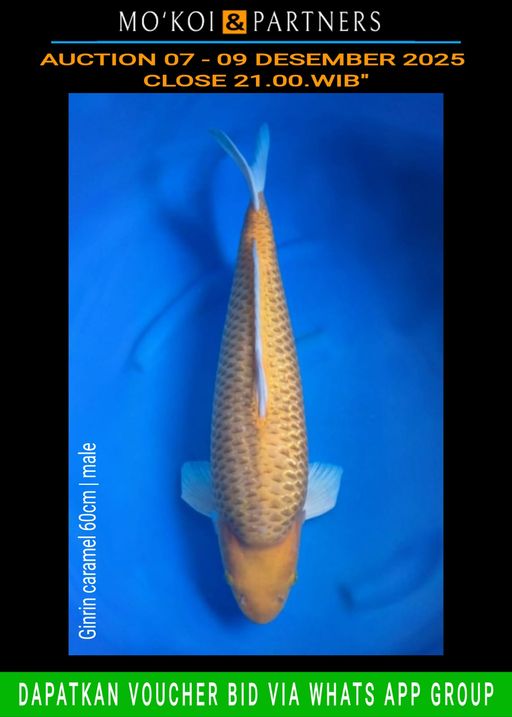Lelang Koi Online, Jual Beli Ikan Koi, Pusat Jual Beli Koi, Info Lelang Koi Hari Ini, Platform Jual Beli Koi, Jual Beli Ikan Koi Online, Marketplace Ikan Koi, Jual Koi Terbaik, Tempat Beli Koi Berkualitas, Pasar Ikan Koi Online Terpercaya, Penjual Ikan Koi Terpercaya, Beli Koi Hias Online, Ikan Koi untuk Dijual, Koi Kualitas Terbaik, Toko Online Ikan Koi, Koi Hias Untuk Dijual, Jual Beli Ikan Koi Lokal, Koi Indonesia Online, Pusat Jual Beli Koi Terbesar