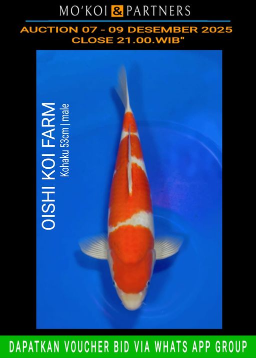 Lelang Koi Online, Jual Beli Ikan Koi, Pusat Jual Beli Koi, Info Lelang Koi Hari Ini, Platform Jual Beli Koi, Jual Beli Ikan Koi Online, Marketplace Ikan Koi, Jual Koi Terbaik, Tempat Beli Koi Berkualitas, Pasar Ikan Koi Online Terpercaya, Penjual Ikan Koi Terpercaya, Beli Koi Hias Online, Ikan Koi untuk Dijual, Koi Kualitas Terbaik, Toko Online Ikan Koi, Koi Hias Untuk Dijual, Jual Beli Ikan Koi Lokal, Koi Indonesia Online, Pusat Jual Beli Koi Terbesar