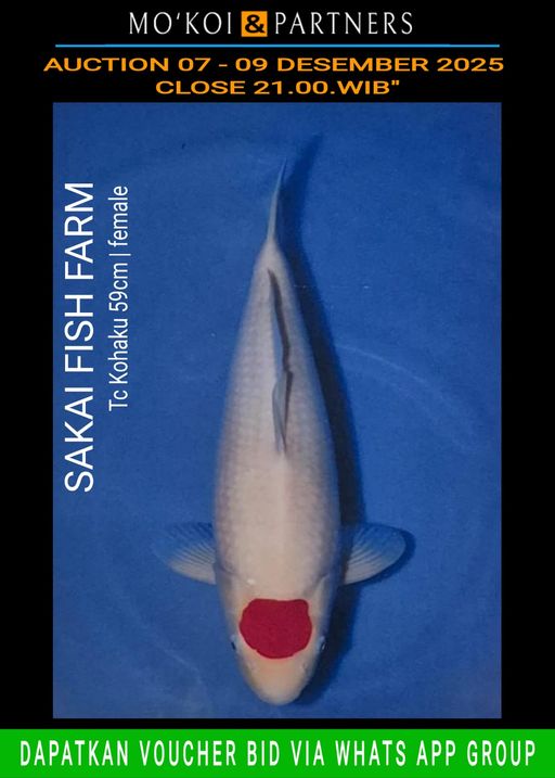 Lelang Koi Online, Jual Beli Ikan Koi, Pusat Jual Beli Koi, Info Lelang Koi Hari Ini, Platform Jual Beli Koi, Jual Beli Ikan Koi Online, Marketplace Ikan Koi, Jual Koi Terbaik, Tempat Beli Koi Berkualitas, Pasar Ikan Koi Online Terpercaya, Penjual Ikan Koi Terpercaya, Beli Koi Hias Online, Ikan Koi untuk Dijual, Koi Kualitas Terbaik, Toko Online Ikan Koi, Koi Hias Untuk Dijual, Jual Beli Ikan Koi Lokal, Koi Indonesia Online, Pusat Jual Beli Koi Terbesar