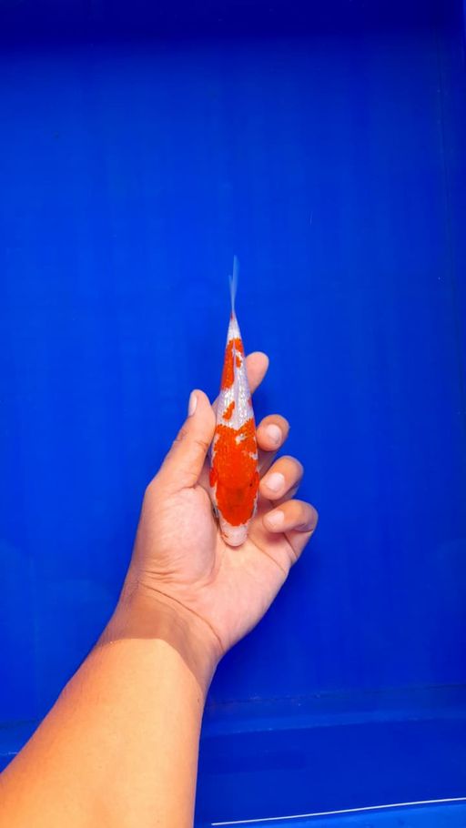 Lelang Koi Online, Jual Beli Ikan Koi, Pusat Jual Beli Koi, Info Lelang Koi Hari Ini, Platform Jual Beli Koi, Jual Beli Ikan Koi Online, Marketplace Ikan Koi, Jual Koi Terbaik, Tempat Beli Koi Berkualitas, Pasar Ikan Koi Online Terpercaya, Penjual Ikan Koi Terpercaya, Beli Koi Hias Online, Ikan Koi untuk Dijual, Koi Kualitas Terbaik, Toko Online Ikan Koi, Koi Hias Untuk Dijual, Jual Beli Ikan Koi Lokal, Koi Indonesia Online, Pusat Jual Beli Koi Terbesar