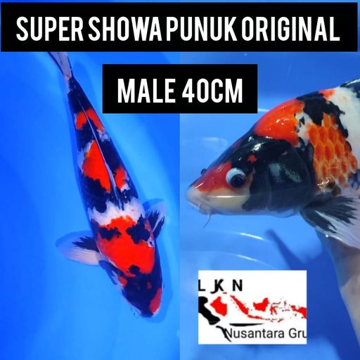 Lelang Koi Online, Jual Beli Ikan Koi, Pusat Jual Beli Koi, Info Lelang Koi Hari Ini, Platform Jual Beli Koi, Jual Beli Ikan Koi Online, Marketplace Ikan Koi, Jual Koi Terbaik, Tempat Beli Koi Berkualitas, Pasar Ikan Koi Online Terpercaya, Penjual Ikan Koi Terpercaya, Beli Koi Hias Online, Ikan Koi untuk Dijual, Koi Kualitas Terbaik, Toko Online Ikan Koi, Koi Hias Untuk Dijual, Jual Beli Ikan Koi Lokal, Koi Indonesia Online, Pusat Jual Beli Koi Terbesar