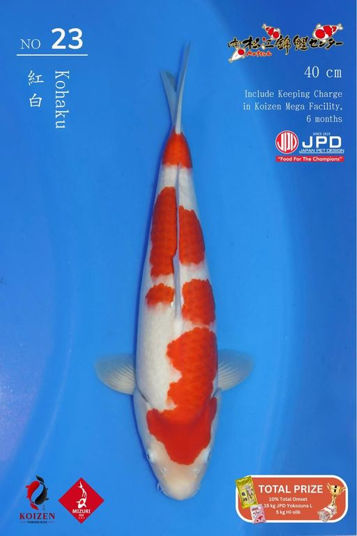 Lelang Koi Online, Jual Beli Ikan Koi, Pusat Jual Beli Koi, Info Lelang Koi Hari Ini, Platform Jual Beli Koi, Jual Beli Ikan Koi Online, Marketplace Ikan Koi, Jual Koi Terbaik, Tempat Beli Koi Berkualitas, Pasar Ikan Koi Online Terpercaya, Penjual Ikan Koi Terpercaya, Beli Koi Hias Online, Ikan Koi untuk Dijual, Koi Kualitas Terbaik, Toko Online Ikan Koi, Koi Hias Untuk Dijual, Jual Beli Ikan Koi Lokal, Koi Indonesia Online, Pusat Jual Beli Koi Terbesar