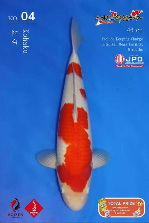 Lelang Koi Online, Jual Beli Ikan Koi, Pusat Jual Beli Koi, Info Lelang Koi Hari Ini, Platform Jual Beli Koi, Jual Beli Ikan Koi Online, Marketplace Ikan Koi, Jual Koi Terbaik, Tempat Beli Koi Berkualitas, Pasar Ikan Koi Online Terpercaya, Penjual Ikan Koi Terpercaya, Beli Koi Hias Online, Ikan Koi untuk Dijual, Koi Kualitas Terbaik, Toko Online Ikan Koi, Koi Hias Untuk Dijual, Jual Beli Ikan Koi Lokal, Koi Indonesia Online, Pusat Jual Beli Koi Terbesar