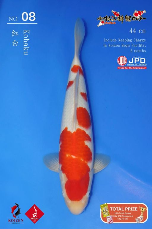 Lelang Koi Online, Jual Beli Ikan Koi, Pusat Jual Beli Koi, Info Lelang Koi Hari Ini, Platform Jual Beli Koi, Jual Beli Ikan Koi Online, Marketplace Ikan Koi, Jual Koi Terbaik, Tempat Beli Koi Berkualitas, Pasar Ikan Koi Online Terpercaya, Penjual Ikan Koi Terpercaya, Beli Koi Hias Online, Ikan Koi untuk Dijual, Koi Kualitas Terbaik, Toko Online Ikan Koi, Koi Hias Untuk Dijual, Jual Beli Ikan Koi Lokal, Koi Indonesia Online, Pusat Jual Beli Koi Terbesar