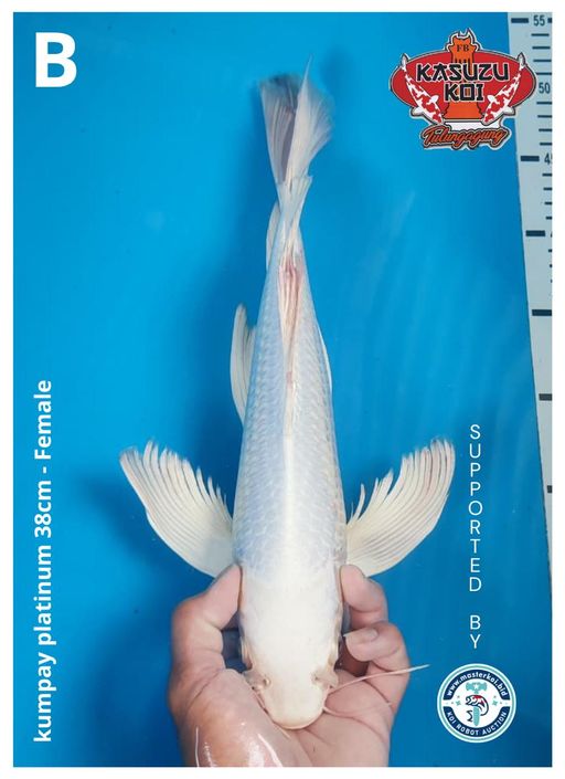 Lelang Koi Online, Jual Beli Ikan Koi, Pusat Jual Beli Koi, Info Lelang Koi Hari Ini, Platform Jual Beli Koi, Jual Beli Ikan Koi Online, Marketplace Ikan Koi, Jual Koi Terbaik, Tempat Beli Koi Berkualitas, Pasar Ikan Koi Online Terpercaya, Penjual Ikan Koi Terpercaya, Beli Koi Hias Online, Ikan Koi untuk Dijual, Koi Kualitas Terbaik, Toko Online Ikan Koi, Koi Hias Untuk Dijual, Jual Beli Ikan Koi Lokal, Koi Indonesia Online, Pusat Jual Beli Koi Terbesar