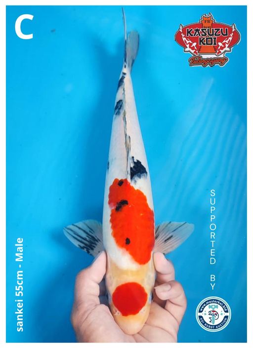 Lelang Koi Online, Jual Beli Ikan Koi, Pusat Jual Beli Koi, Info Lelang Koi Hari Ini, Platform Jual Beli Koi, Jual Beli Ikan Koi Online, Marketplace Ikan Koi, Jual Koi Terbaik, Tempat Beli Koi Berkualitas, Pasar Ikan Koi Online Terpercaya, Penjual Ikan Koi Terpercaya, Beli Koi Hias Online, Ikan Koi untuk Dijual, Koi Kualitas Terbaik, Toko Online Ikan Koi, Koi Hias Untuk Dijual, Jual Beli Ikan Koi Lokal, Koi Indonesia Online, Pusat Jual Beli Koi Terbesar