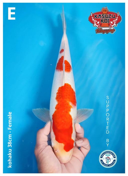 Lelang Koi Online, Jual Beli Ikan Koi, Pusat Jual Beli Koi, Info Lelang Koi Hari Ini, Platform Jual Beli Koi, Jual Beli Ikan Koi Online, Marketplace Ikan Koi, Jual Koi Terbaik, Tempat Beli Koi Berkualitas, Pasar Ikan Koi Online Terpercaya, Penjual Ikan Koi Terpercaya, Beli Koi Hias Online, Ikan Koi untuk Dijual, Koi Kualitas Terbaik, Toko Online Ikan Koi, Koi Hias Untuk Dijual, Jual Beli Ikan Koi Lokal, Koi Indonesia Online, Pusat Jual Beli Koi Terbesar