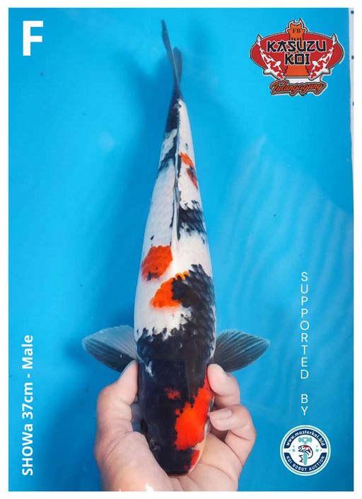 Lelang Koi Online, Jual Beli Ikan Koi, Pusat Jual Beli Koi, Info Lelang Koi Hari Ini, Platform Jual Beli Koi, Jual Beli Ikan Koi Online, Marketplace Ikan Koi, Jual Koi Terbaik, Tempat Beli Koi Berkualitas, Pasar Ikan Koi Online Terpercaya, Penjual Ikan Koi Terpercaya, Beli Koi Hias Online, Ikan Koi untuk Dijual, Koi Kualitas Terbaik, Toko Online Ikan Koi, Koi Hias Untuk Dijual, Jual Beli Ikan Koi Lokal, Koi Indonesia Online, Pusat Jual Beli Koi Terbesar