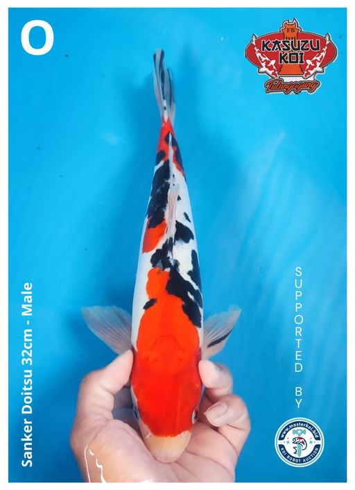 Lelang Koi Online, Jual Beli Ikan Koi, Pusat Jual Beli Koi, Info Lelang Koi Hari Ini, Platform Jual Beli Koi, Jual Beli Ikan Koi Online, Marketplace Ikan Koi, Jual Koi Terbaik, Tempat Beli Koi Berkualitas, Pasar Ikan Koi Online Terpercaya, Penjual Ikan Koi Terpercaya, Beli Koi Hias Online, Ikan Koi untuk Dijual, Koi Kualitas Terbaik, Toko Online Ikan Koi, Koi Hias Untuk Dijual, Jual Beli Ikan Koi Lokal, Koi Indonesia Online, Pusat Jual Beli Koi Terbesar