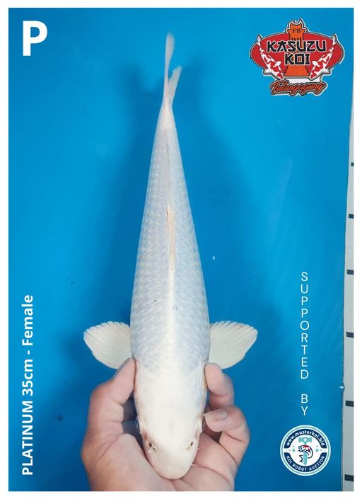 Lelang Koi Online, Jual Beli Ikan Koi, Pusat Jual Beli Koi, Info Lelang Koi Hari Ini, Platform Jual Beli Koi, Jual Beli Ikan Koi Online, Marketplace Ikan Koi, Jual Koi Terbaik, Tempat Beli Koi Berkualitas, Pasar Ikan Koi Online Terpercaya, Penjual Ikan Koi Terpercaya, Beli Koi Hias Online, Ikan Koi untuk Dijual, Koi Kualitas Terbaik, Toko Online Ikan Koi, Koi Hias Untuk Dijual, Jual Beli Ikan Koi Lokal, Koi Indonesia Online, Pusat Jual Beli Koi Terbesar