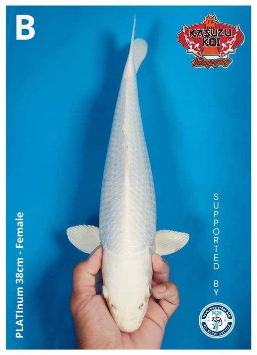 Lelang Koi Online, Jual Beli Ikan Koi, Pusat Jual Beli Koi, Info Lelang Koi Hari Ini, Platform Jual Beli Koi, Jual Beli Ikan Koi Online, Marketplace Ikan Koi, Jual Koi Terbaik, Tempat Beli Koi Berkualitas, Pasar Ikan Koi Online Terpercaya, Penjual Ikan Koi Terpercaya, Beli Koi Hias Online, Ikan Koi untuk Dijual, Koi Kualitas Terbaik, Toko Online Ikan Koi, Koi Hias Untuk Dijual, Jual Beli Ikan Koi Lokal, Koi Indonesia Online, Pusat Jual Beli Koi Terbesar