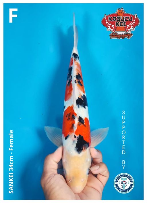 Lelang Koi Online, Jual Beli Ikan Koi, Pusat Jual Beli Koi, Info Lelang Koi Hari Ini, Platform Jual Beli Koi, Jual Beli Ikan Koi Online, Marketplace Ikan Koi, Jual Koi Terbaik, Tempat Beli Koi Berkualitas, Pasar Ikan Koi Online Terpercaya, Penjual Ikan Koi Terpercaya, Beli Koi Hias Online, Ikan Koi untuk Dijual, Koi Kualitas Terbaik, Toko Online Ikan Koi, Koi Hias Untuk Dijual, Jual Beli Ikan Koi Lokal, Koi Indonesia Online, Pusat Jual Beli Koi Terbesar