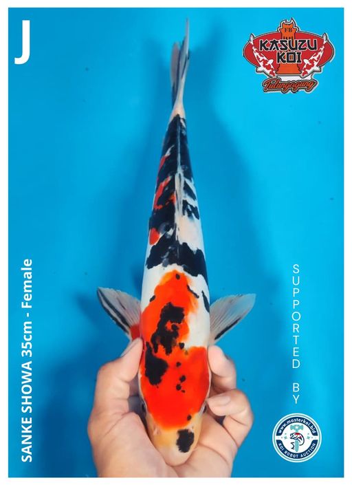 Lelang Koi Online, Jual Beli Ikan Koi, Pusat Jual Beli Koi, Info Lelang Koi Hari Ini, Platform Jual Beli Koi, Jual Beli Ikan Koi Online, Marketplace Ikan Koi, Jual Koi Terbaik, Tempat Beli Koi Berkualitas, Pasar Ikan Koi Online Terpercaya, Penjual Ikan Koi Terpercaya, Beli Koi Hias Online, Ikan Koi untuk Dijual, Koi Kualitas Terbaik, Toko Online Ikan Koi, Koi Hias Untuk Dijual, Jual Beli Ikan Koi Lokal, Koi Indonesia Online, Pusat Jual Beli Koi Terbesar