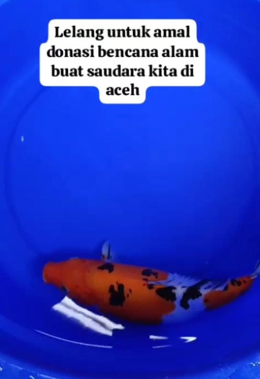 Lelang Koi Online, Jual Beli Ikan Koi, Pusat Jual Beli Koi, Info Lelang Koi Hari Ini, Platform Jual Beli Koi, Jual Beli Ikan Koi Online, Marketplace Ikan Koi, Jual Koi Terbaik, Tempat Beli Koi Berkualitas, Pasar Ikan Koi Online Terpercaya, Penjual Ikan Koi Terpercaya, Beli Koi Hias Online, Ikan Koi untuk Dijual, Koi Kualitas Terbaik, Toko Online Ikan Koi, Koi Hias Untuk Dijual, Jual Beli Ikan Koi Lokal, Koi Indonesia Online, Pusat Jual Beli Koi Terbesar