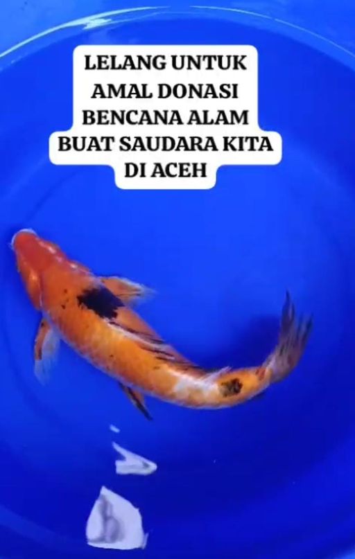 Lelang Koi Online, Jual Beli Ikan Koi, Pusat Jual Beli Koi, Info Lelang Koi Hari Ini, Platform Jual Beli Koi, Jual Beli Ikan Koi Online, Marketplace Ikan Koi, Jual Koi Terbaik, Tempat Beli Koi Berkualitas, Pasar Ikan Koi Online Terpercaya, Penjual Ikan Koi Terpercaya, Beli Koi Hias Online, Ikan Koi untuk Dijual, Koi Kualitas Terbaik, Toko Online Ikan Koi, Koi Hias Untuk Dijual, Jual Beli Ikan Koi Lokal, Koi Indonesia Online, Pusat Jual Beli Koi Terbesar