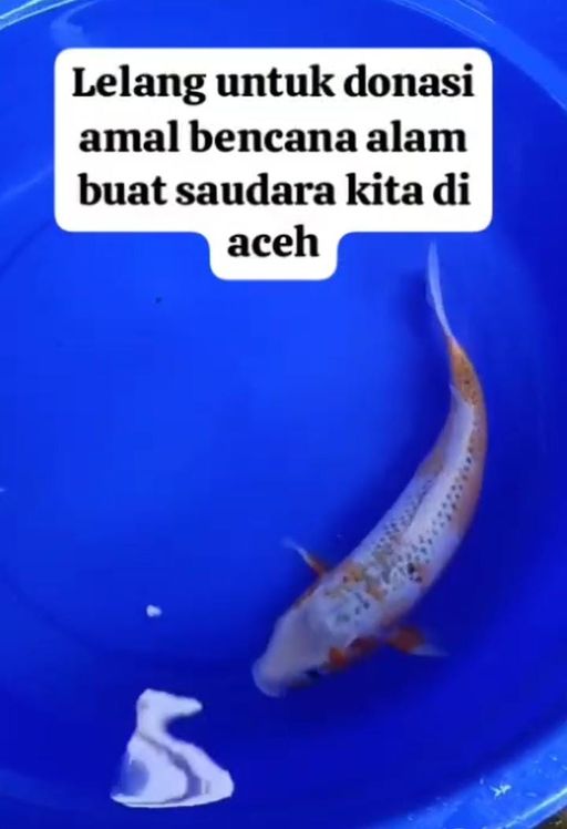 Lelang Koi Online, Jual Beli Ikan Koi, Pusat Jual Beli Koi, Info Lelang Koi Hari Ini, Platform Jual Beli Koi, Jual Beli Ikan Koi Online, Marketplace Ikan Koi, Jual Koi Terbaik, Tempat Beli Koi Berkualitas, Pasar Ikan Koi Online Terpercaya, Penjual Ikan Koi Terpercaya, Beli Koi Hias Online, Ikan Koi untuk Dijual, Koi Kualitas Terbaik, Toko Online Ikan Koi, Koi Hias Untuk Dijual, Jual Beli Ikan Koi Lokal, Koi Indonesia Online, Pusat Jual Beli Koi Terbesar