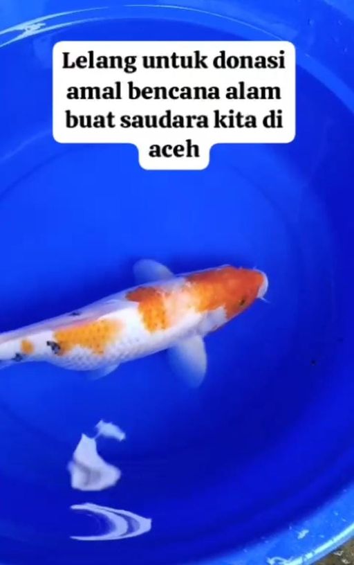 Lelang Koi Online, Jual Beli Ikan Koi, Pusat Jual Beli Koi, Info Lelang Koi Hari Ini, Platform Jual Beli Koi, Jual Beli Ikan Koi Online, Marketplace Ikan Koi, Jual Koi Terbaik, Tempat Beli Koi Berkualitas, Pasar Ikan Koi Online Terpercaya, Penjual Ikan Koi Terpercaya, Beli Koi Hias Online, Ikan Koi untuk Dijual, Koi Kualitas Terbaik, Toko Online Ikan Koi, Koi Hias Untuk Dijual, Jual Beli Ikan Koi Lokal, Koi Indonesia Online, Pusat Jual Beli Koi Terbesar