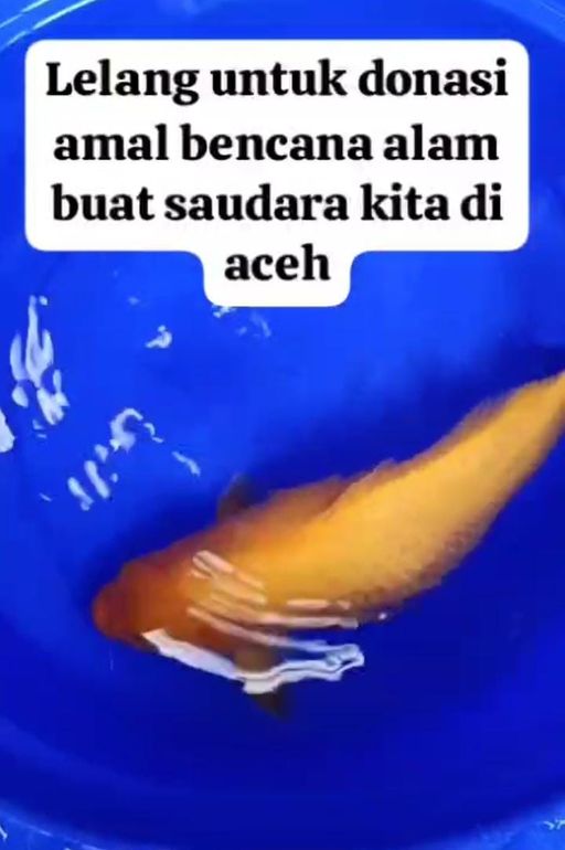 Lelang Koi Online, Jual Beli Ikan Koi, Pusat Jual Beli Koi, Info Lelang Koi Hari Ini, Platform Jual Beli Koi, Jual Beli Ikan Koi Online, Marketplace Ikan Koi, Jual Koi Terbaik, Tempat Beli Koi Berkualitas, Pasar Ikan Koi Online Terpercaya, Penjual Ikan Koi Terpercaya, Beli Koi Hias Online, Ikan Koi untuk Dijual, Koi Kualitas Terbaik, Toko Online Ikan Koi, Koi Hias Untuk Dijual, Jual Beli Ikan Koi Lokal, Koi Indonesia Online, Pusat Jual Beli Koi Terbesar