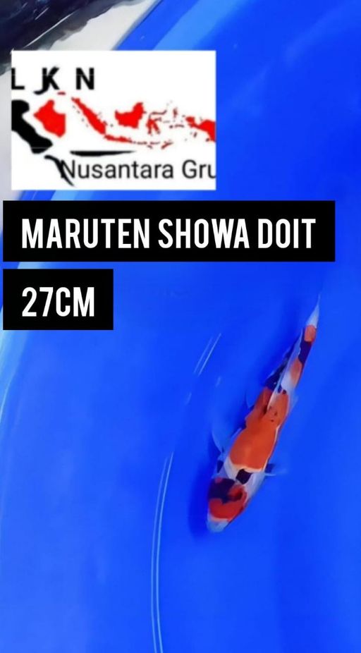 Lelang Koi Online, Jual Beli Ikan Koi, Pusat Jual Beli Koi, Info Lelang Koi Hari Ini, Platform Jual Beli Koi, Jual Beli Ikan Koi Online, Marketplace Ikan Koi, Jual Koi Terbaik, Tempat Beli Koi Berkualitas, Pasar Ikan Koi Online Terpercaya, Penjual Ikan Koi Terpercaya, Beli Koi Hias Online, Ikan Koi untuk Dijual, Koi Kualitas Terbaik, Toko Online Ikan Koi, Koi Hias Untuk Dijual, Jual Beli Ikan Koi Lokal, Koi Indonesia Online, Pusat Jual Beli Koi Terbesar