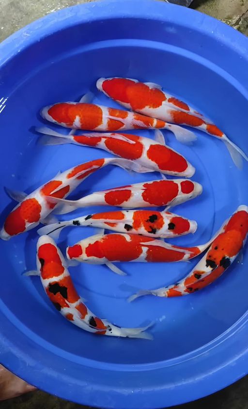 Lelang Koi Online, Jual Beli Ikan Koi, Pusat Jual Beli Koi, Info Lelang Koi Hari Ini, Platform Jual Beli Koi, Jual Beli Ikan Koi Online, Marketplace Ikan Koi, Jual Koi Terbaik, Tempat Beli Koi Berkualitas, Pasar Ikan Koi Online Terpercaya, Penjual Ikan Koi Terpercaya, Beli Koi Hias Online, Ikan Koi untuk Dijual, Koi Kualitas Terbaik, Toko Online Ikan Koi, Koi Hias Untuk Dijual, Jual Beli Ikan Koi Lokal, Koi Indonesia Online, Pusat Jual Beli Koi Terbesar