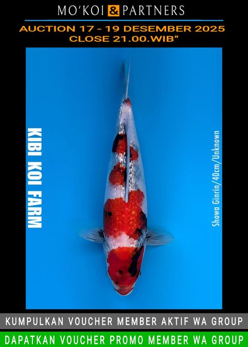 Lelang Koi Online, Jual Beli Ikan Koi, Pusat Jual Beli Koi, Info Lelang Koi Hari Ini, Platform Jual Beli Koi, Jual Beli Ikan Koi Online, Marketplace Ikan Koi, Jual Koi Terbaik, Tempat Beli Koi Berkualitas, Pasar Ikan Koi Online Terpercaya, Penjual Ikan Koi Terpercaya, Beli Koi Hias Online, Ikan Koi untuk Dijual, Koi Kualitas Terbaik, Toko Online Ikan Koi, Koi Hias Untuk Dijual, Jual Beli Ikan Koi Lokal, Koi Indonesia Online, Pusat Jual Beli Koi Terbesar